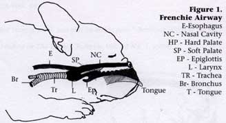 frenchiebraq1.jpg frenchiebraq1.jpg