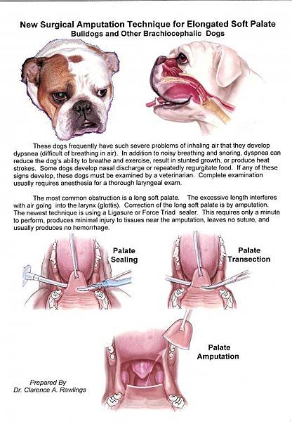 resized_525x758_palate.jpg resized_525x758_palate.jpg