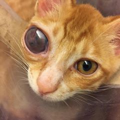 11401440_448745205295648_1554261808236180672_n.jpg 11401440_448745205295648_1554261808236180672_n.jpg