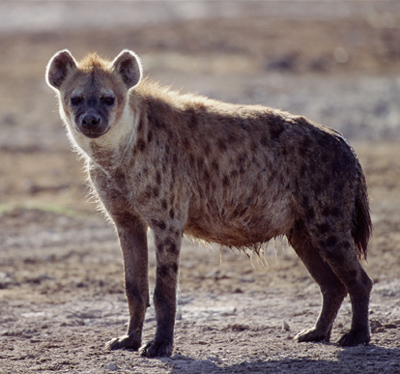 hyena.jpg