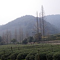 IMGP2590.JPG