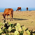 澎湖黃牛