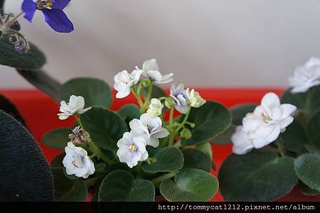 DSC04344 DSC04344