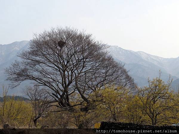 2014.3.15全羅南 久禮郡 山茱萸村 (28)