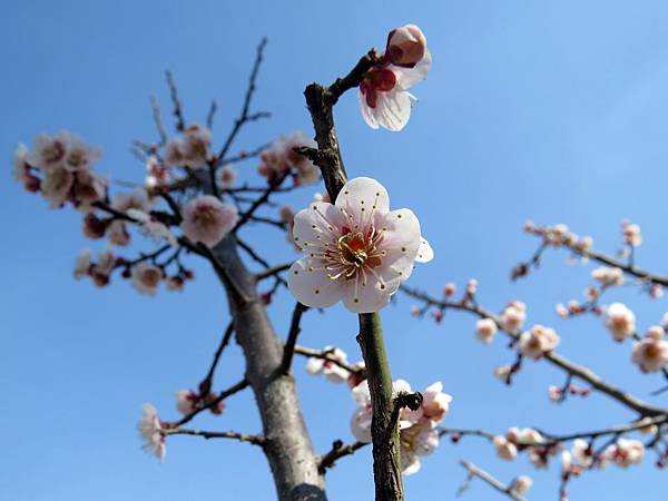 2014.3.15全羅南 梅花村 (22)