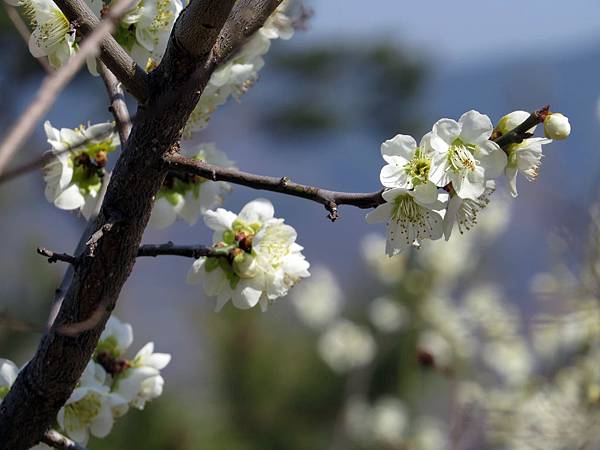 2014.3.15全羅南 梅花村 (55)