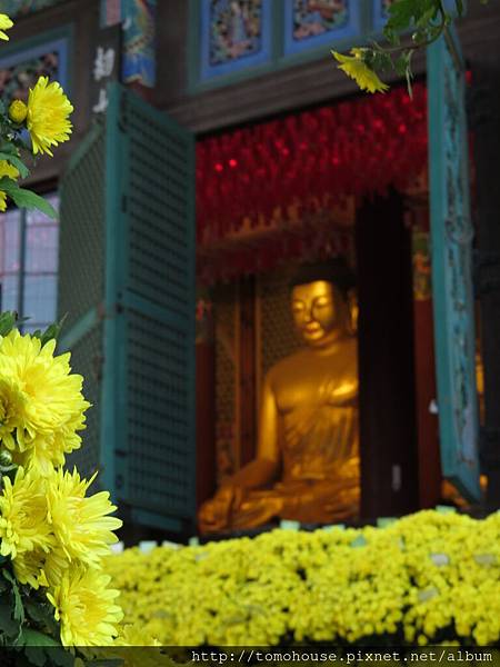 2014 jogyesa 菊花展 2014 jogyesa 菊花展
