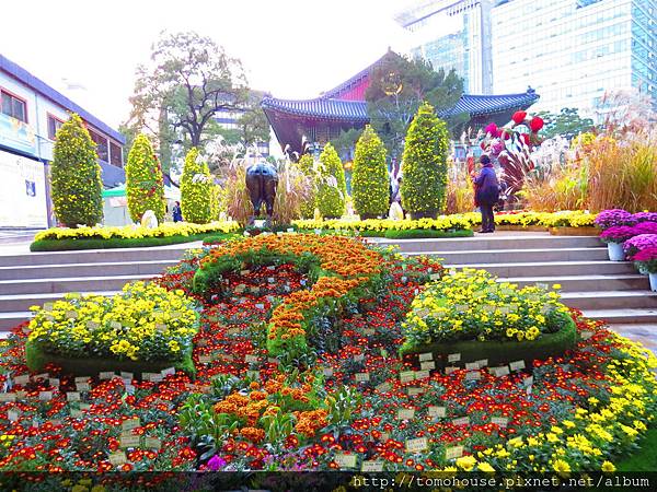 2014 jogyesa 菊花展