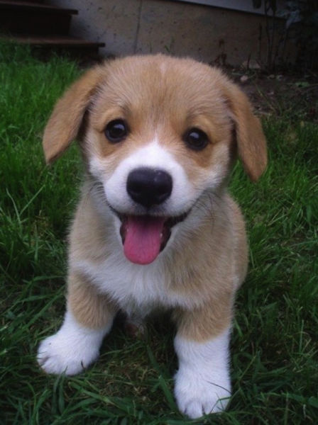 dogs_are_the_gift_we_give_ourselves_640_23.jpg