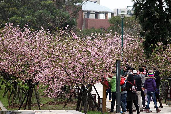 新竹公園賞櫻8.JPG