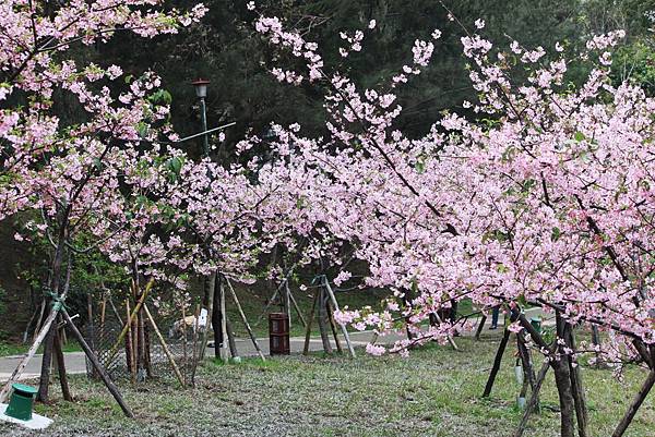 新竹公園賞櫻11.JPG