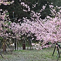 新竹公園賞櫻11.JPG