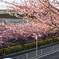 三浦海岸櫻花祭4.JPG