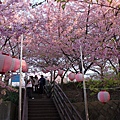 三浦海岸櫻花祭18.JPG