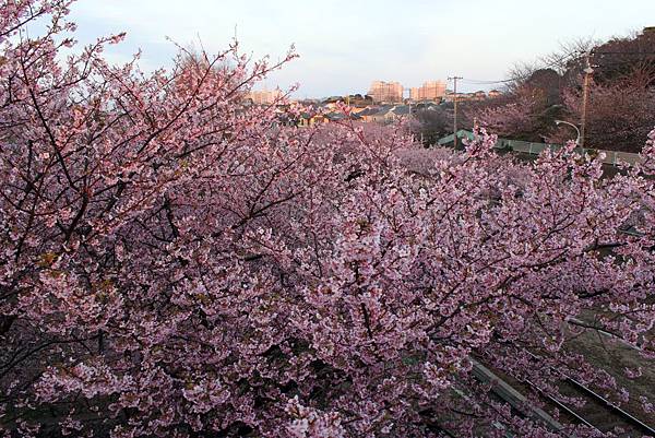 三浦海岸櫻花祭29.JPG