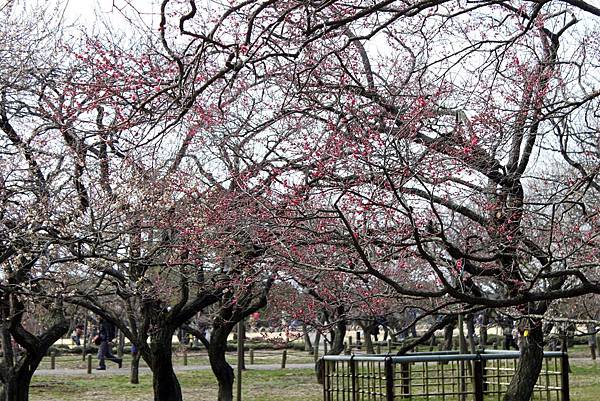偕樂園梅花祭13.JPG