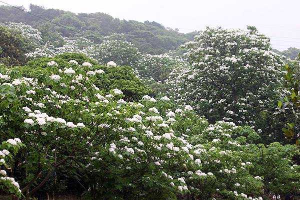 湖口桐花8.JPG