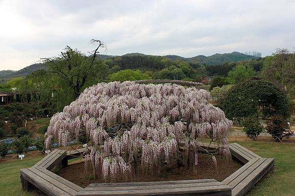 足利紫藤花22.JPG