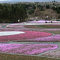 富士芝櫻1.JPG