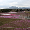 富士芝櫻2.JPG