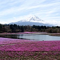 富士芝櫻04.jpg