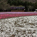 富士芝櫻3.JPG
