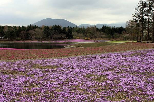 富士芝櫻15.JPG