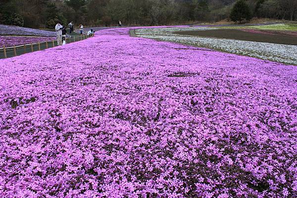 富士芝櫻18.JPG