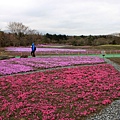 富士芝櫻22.JPG