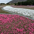 富士芝櫻24.JPG