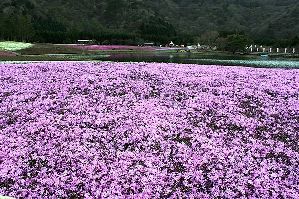 富士芝櫻37.JPG