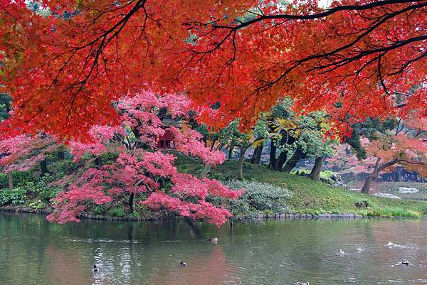 小石川後樂園3.jpg