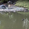 小石川後樂園19.JPG