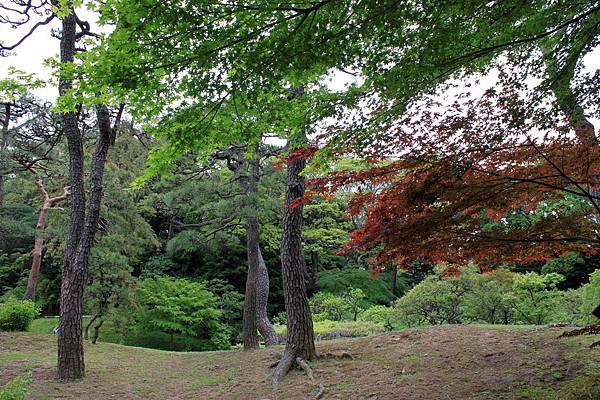 小石川後樂園34.JPG