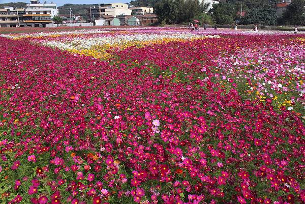 蘆竹花彩節28.JPG