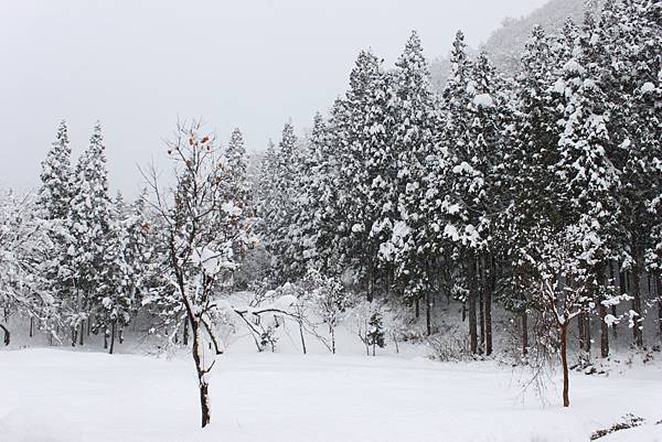 北陸雪景3.JPG