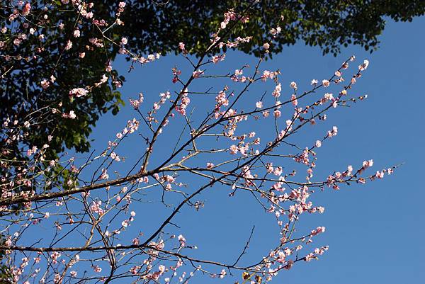 協雲宮梅花1.JPG