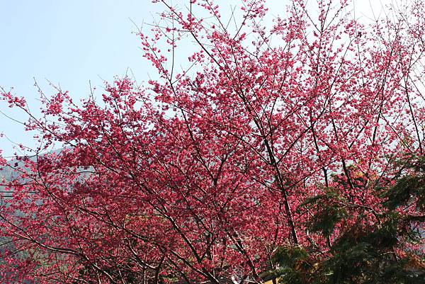 協雲宮櫻花1.JPG