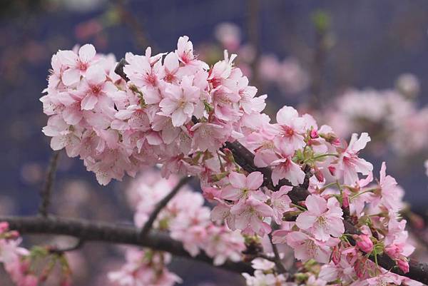 新竹公園櫻花15.JPG