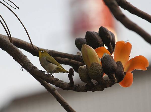 木棉花與小綠綠18.JPG