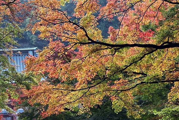 大阪勝尾寺.JPG