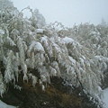 04合歡山3.JPG