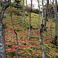 常寂光寺5.JPG