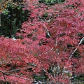 石山寺17.JPG