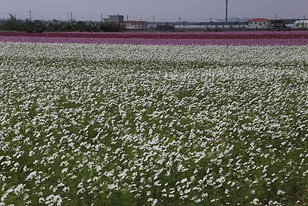 太保市花海5.JPG