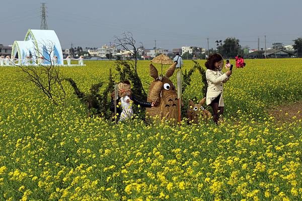 太保市花海.JPG