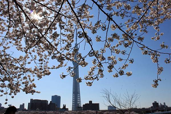 隅田公園與天空樹2.JPG