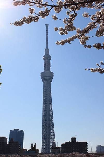 隅田公園與天空樹3.JPG