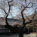 靖國神社8.JPG