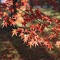 南禪寺25.JPG